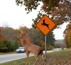 deer crossing