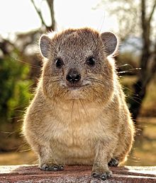 Hyrax