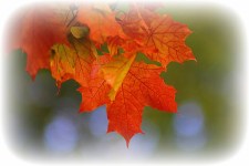 autumn-2726242_1920